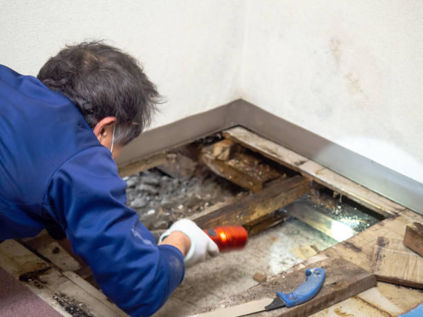 Best Mold Testing  in Morton Grove, IL