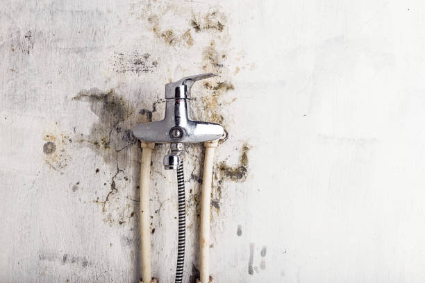 Mold Removal and Inspection in Morton Grove, IL