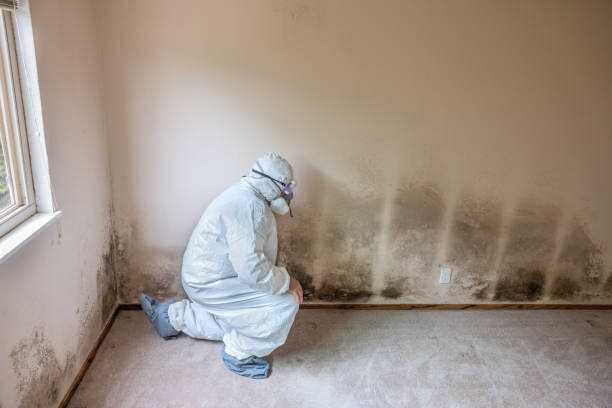 Best Mold Removal and Inspection  in Morton Grove, IL