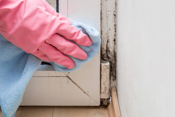 Best Mold Cleaning Services  in Morton Grove, IL