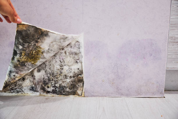 Best Residential Mold Removal  in Morton Grove, IL